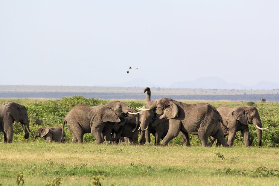 Amboseli National Park